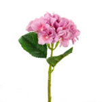V.HORTENSIA TALLO CORTO *FUXIA