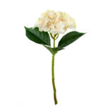 V.HORTENSIA TALLO CORTO *FUXIA