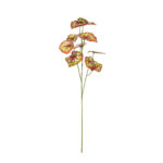 VARA BEGONIA