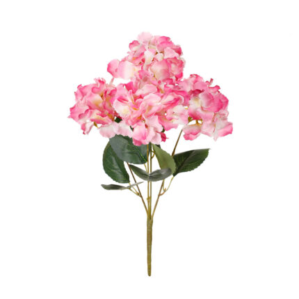 R.HORTENSIA MACROPHYLLA *FUXIA