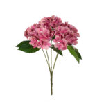 R.HORTENSIAS PRIMAVERAL