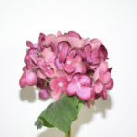 VARA HORTENSIA OTOÑAL *BURDEOS