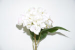 VARA HORTENSIA OTOÑAL *CREMA