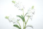 VARA LILY X3 *FUXIA
