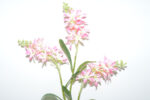 VARA LILY X3 *FUXIA