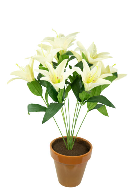 PLANTA LILIUM (5081.09) *AMARILLO