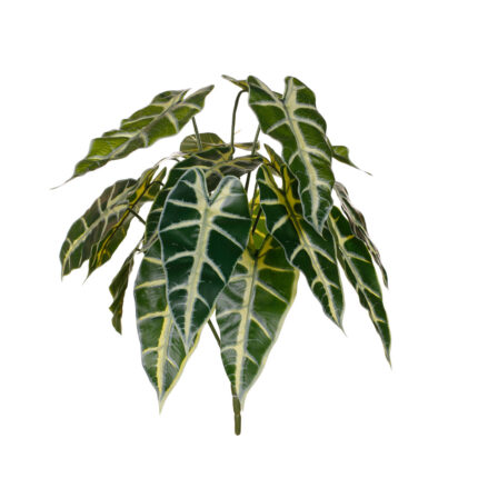 PLANTA ALOCASIA SANDERIANA