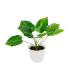 PLANTA PHOTO