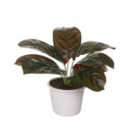PLANTA DIEFEMBACHIA 50CM