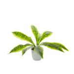PLANTA DIEFEMBACHIA 50CM