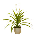 CACTUS MONTADO AGAVE