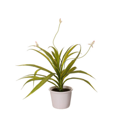 CACTUS MONTADO AGAVE