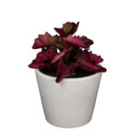 PLANTA SHAVIANA 14CM