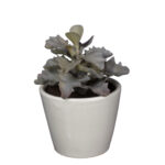 PLANTA SHAVIANA 14CM