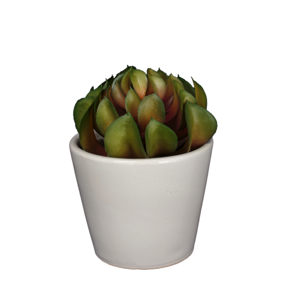 99098700-19.jpg PLANTA CRASA ELEGANCE