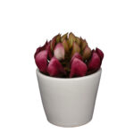 PLANTA CRASA ELEGANCE