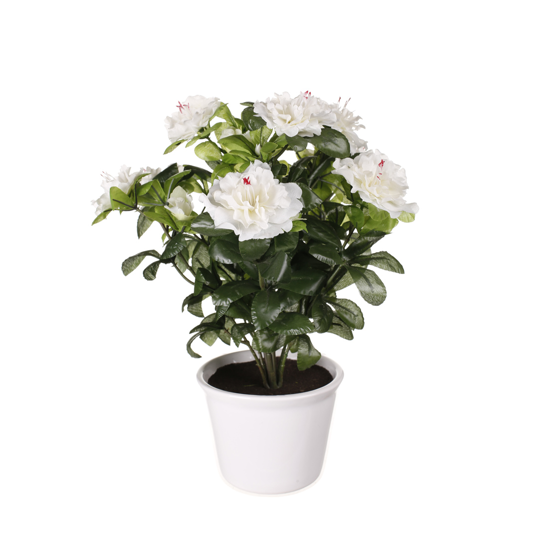 99098711-0.jpg PLANTA AZALEA