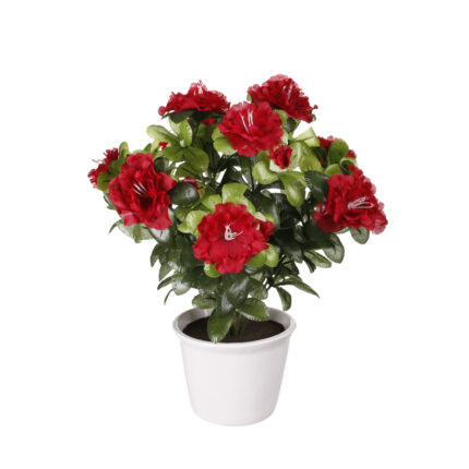 PLANTA AZALEA