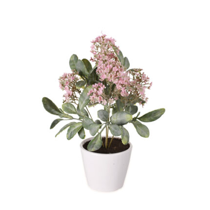 PLANTA CALANCHOE 30CM