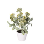 PLANTA CALANCHOE 30CM