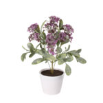 PLANTA CALANCHOE 30CM