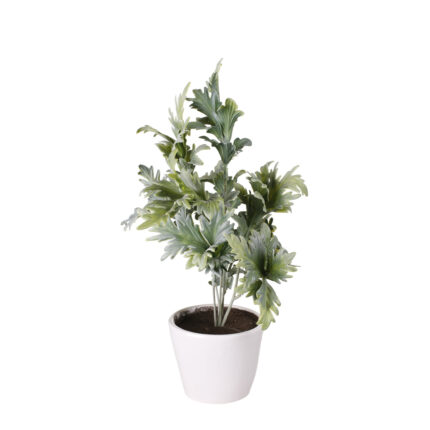 PLANTA QUERCUS 30CM