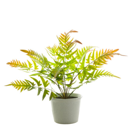 PLANTA HELECHO