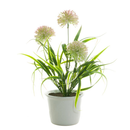 PLANTA BUSCH ALLIUMX