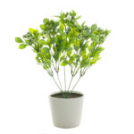 PLANTA HOJA CON BOLAS