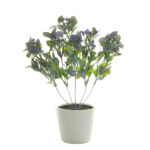 PLANTA HOJA CON BOLAS