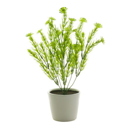 PLANTA FLOR