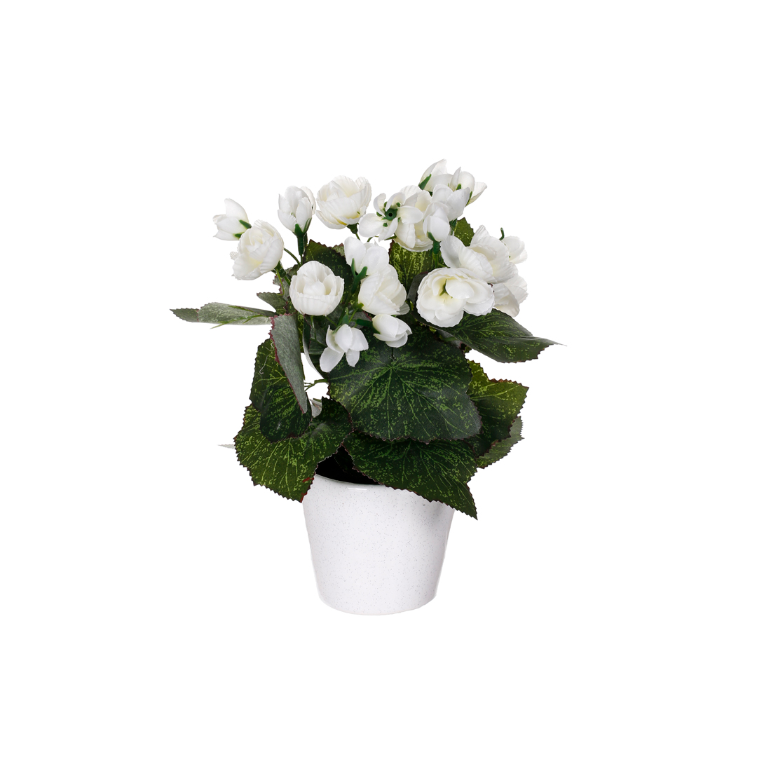 99098748-0.jpg MACETITA BEGONIA