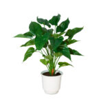 PLANTA HOJA ANTHURIUM