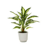 PLANTA DIAFENBACHIA