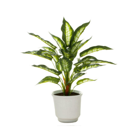 PLANTA DIAFENBACHIA