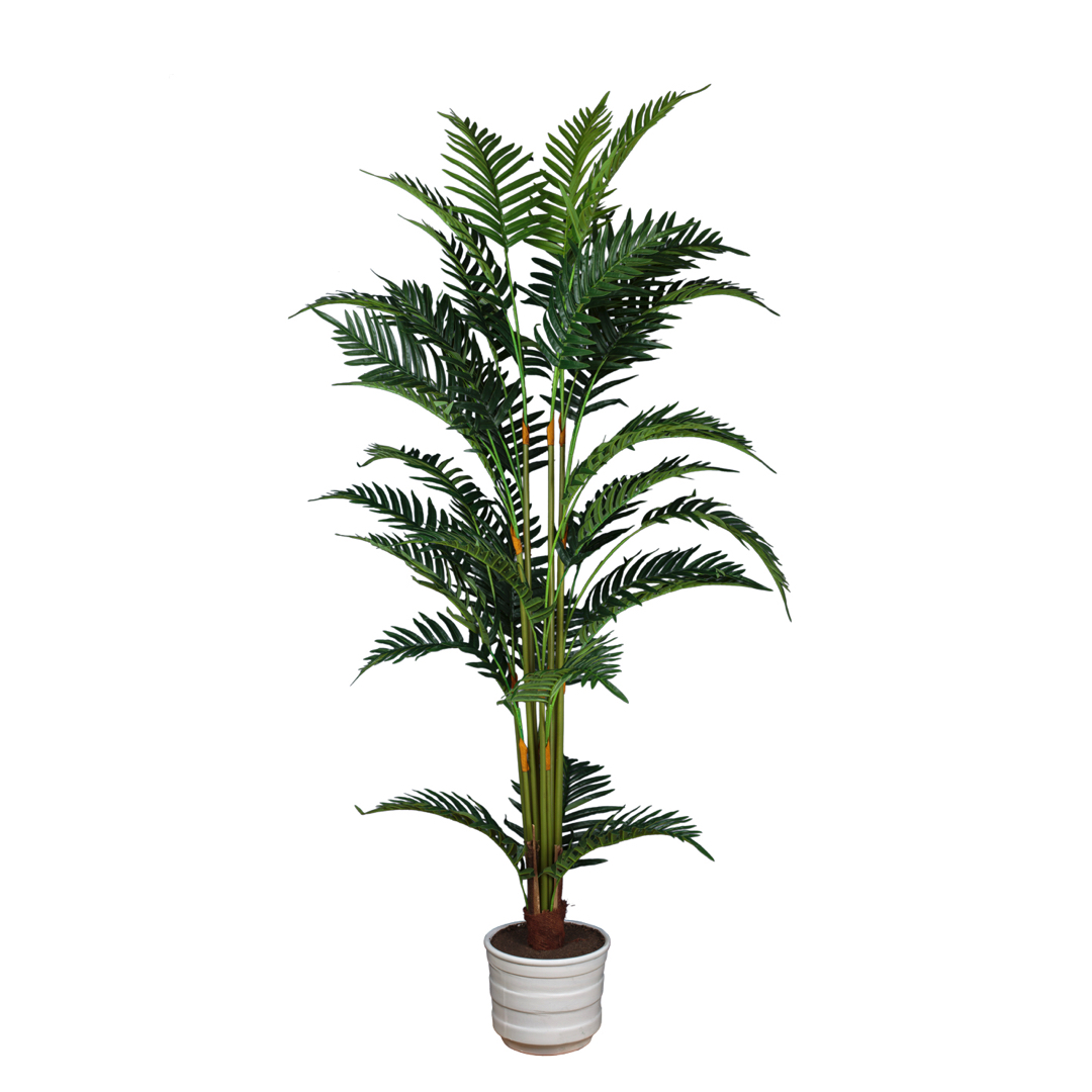 PALMERA 1.70MT