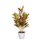 PLANTA CROTON