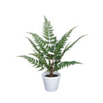 PLANTA HELECHO