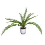 PLANTA HELECHO