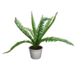 PLANTA HELECHO