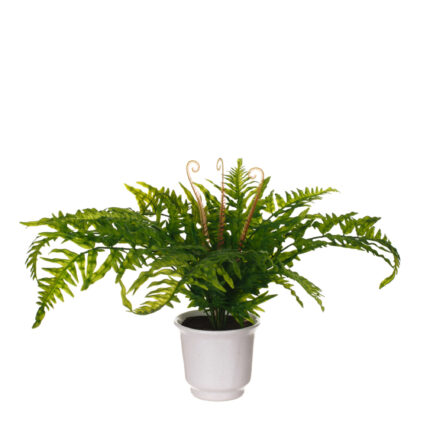PLANTA HELECHO 45CM