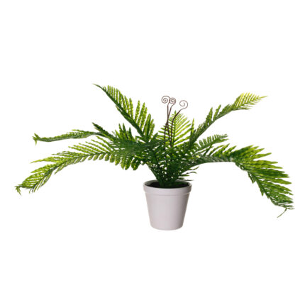 PLANTA HELECHOSA 50CM
