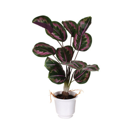 PLANTA RAICES HOJA CALATEA