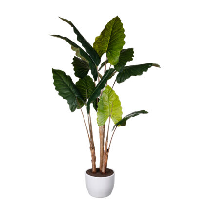 PLANTA ALOCASIA GRD