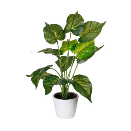 PLANTA HOJA ANTHURIUM