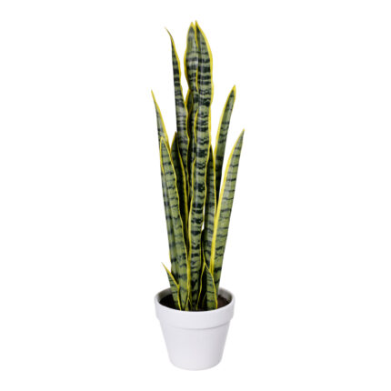 PLANTA SANSIVIERA GRD