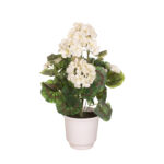 PLANTA GERANEO X9 *FUXIA