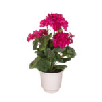 PLANTA GERANEO X9 *FUXIA