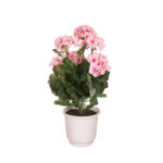 PLANTA GERANEO X9 *FUXIA