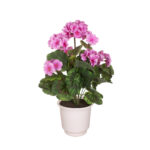 PLANTA GERANEO X9 *FUXIA